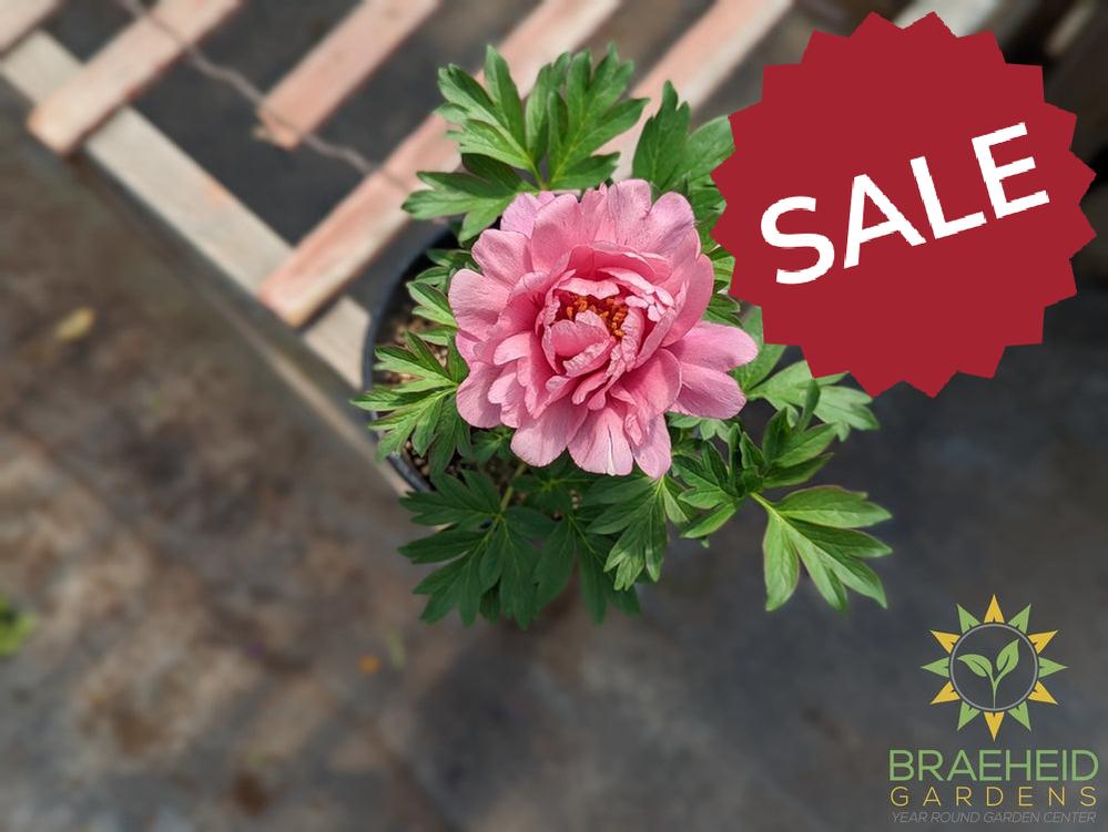 Itoh Peony 'Pink Double Dandy' - NO SHIP -
