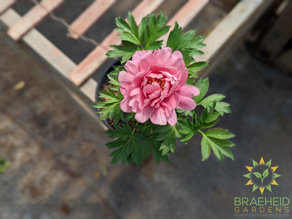 Itoh Peony 'Pink Double Dandy' - NO SHIP -