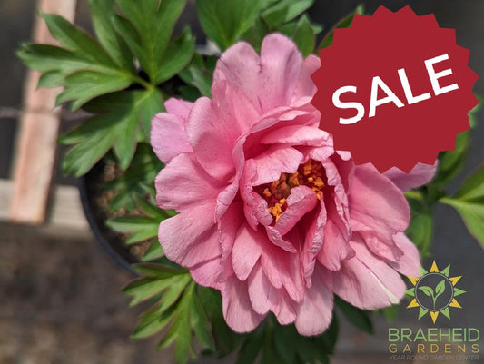 Itoh Peony 'Pink Double Dandy' - NO SHIP -
