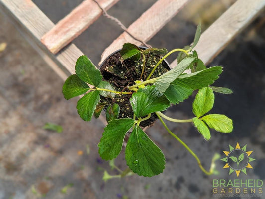 Strawberry Natural White