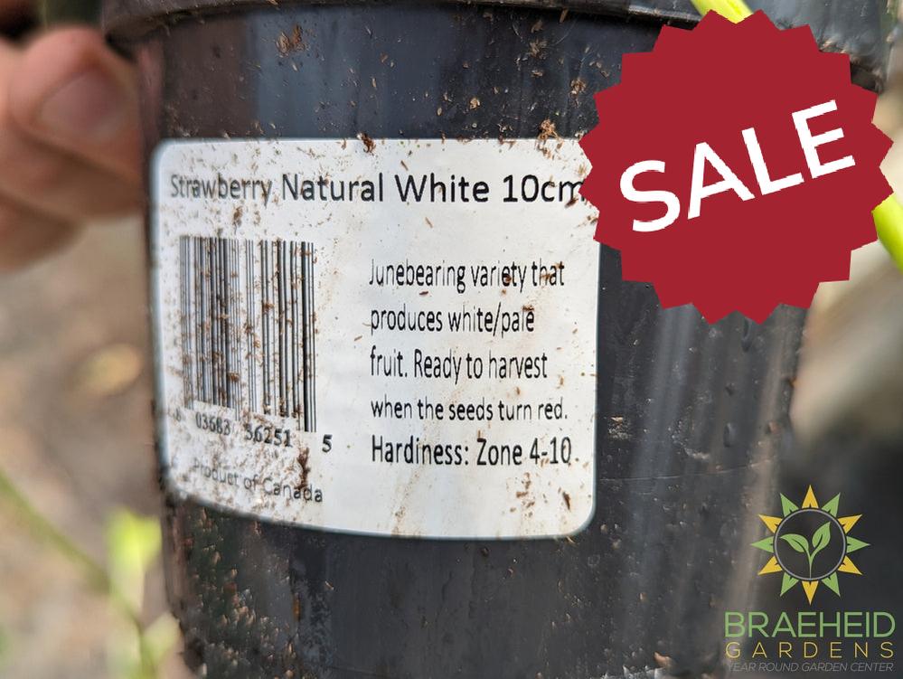 Strawberry Natural White