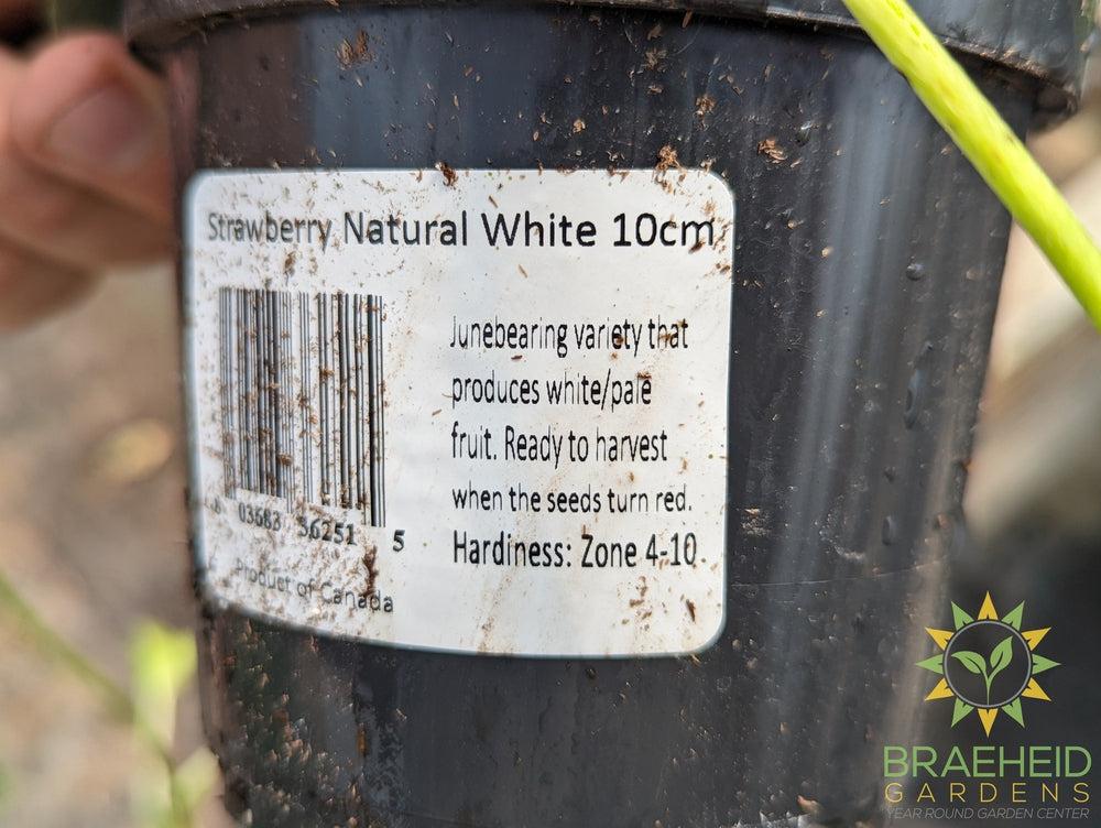 Strawberry Natural White