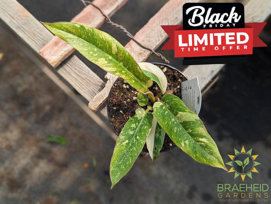 Philodendron Ring of Fire variegated