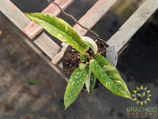Philodendron Ring of Fire variegated