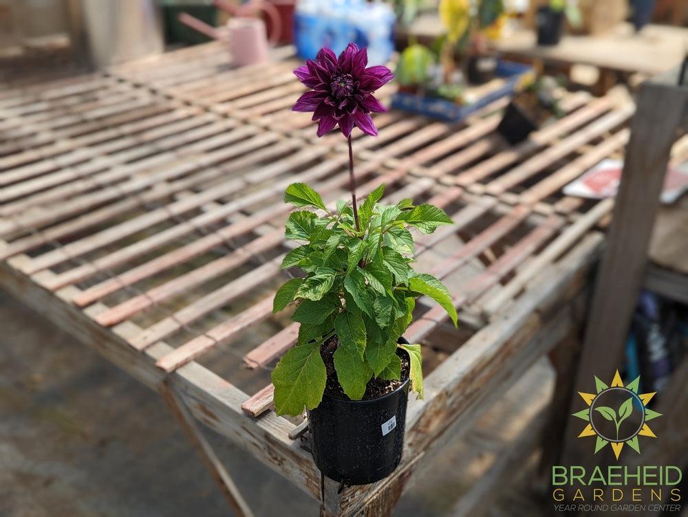 Dahlia 'Thomas Edison' - NO SHIP -