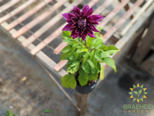 Dahlia 'Thomas Edison' - NO SHIP -