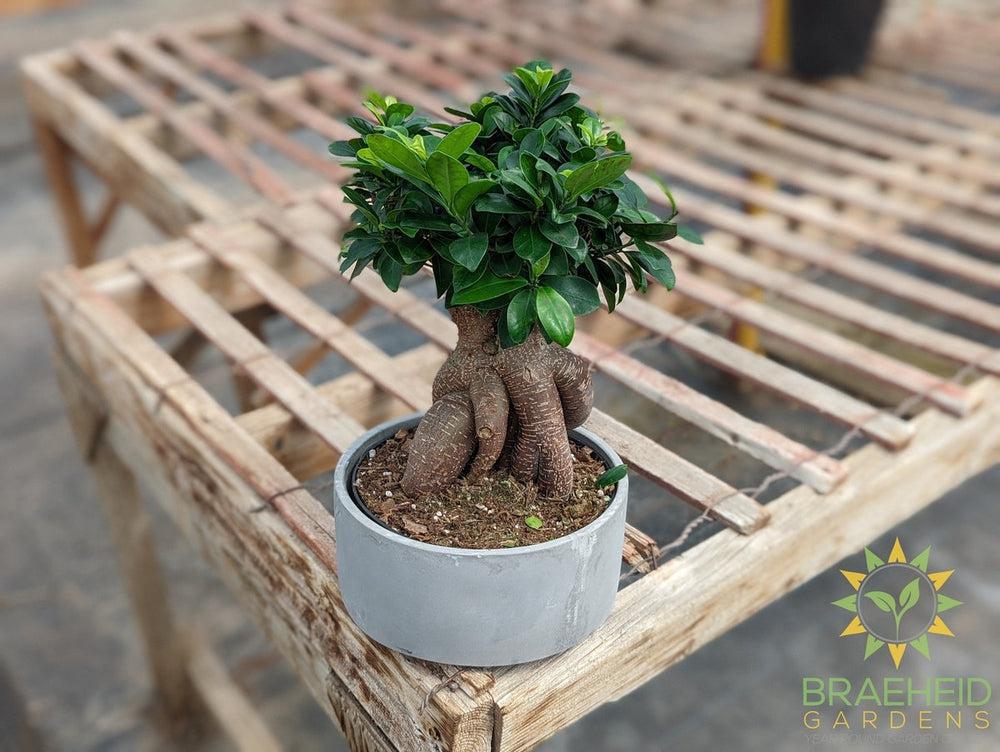 Exposed Root Ficus Ginseng Bonsai