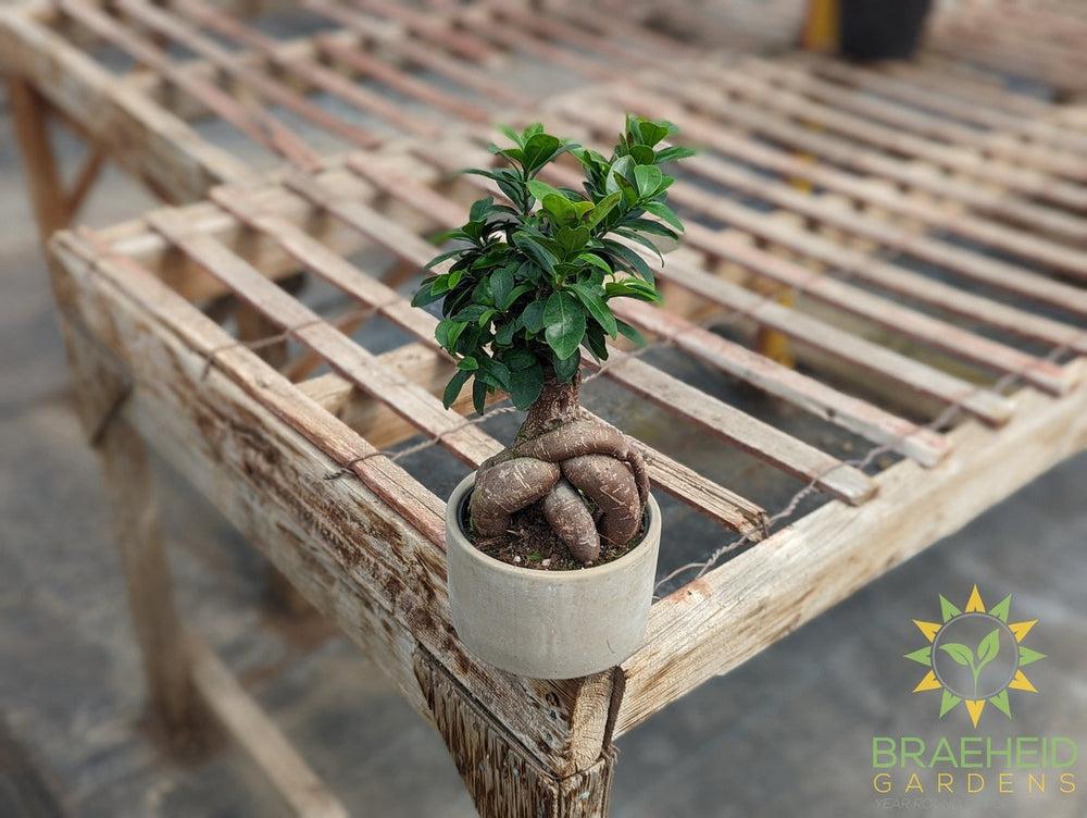 Exposed Root Ficus Ginseng Bonsai