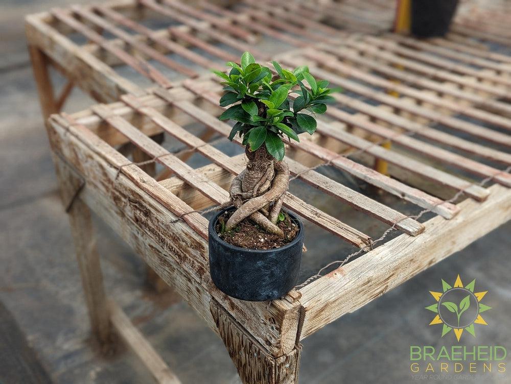 Exposed Root Ficus Ginseng Bonsai