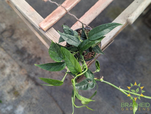 Epipremnum Pinnatum green