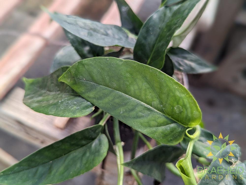 Epipremnum Pinnatum green