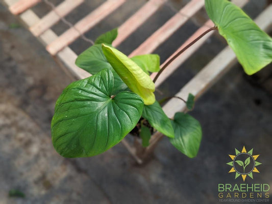 Homalomena Emerald Green