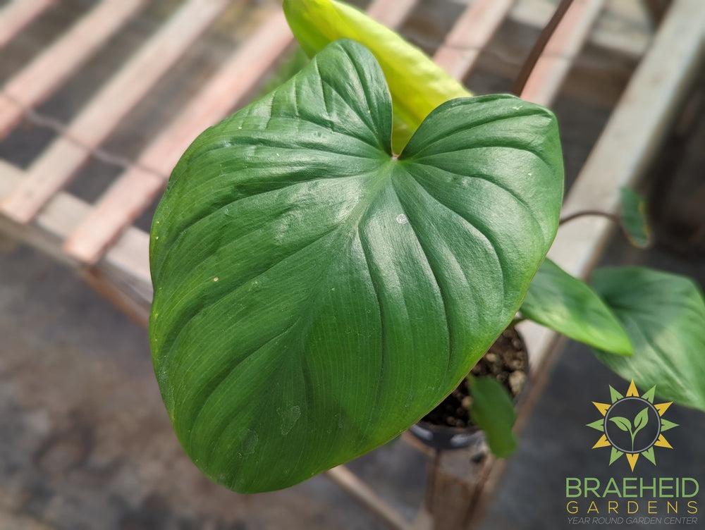 Homalomena Emerald Green