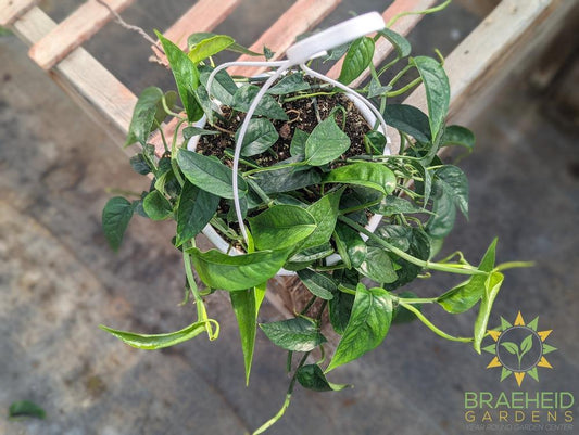 Epipremnum Pinnatum Green Hanging Basket