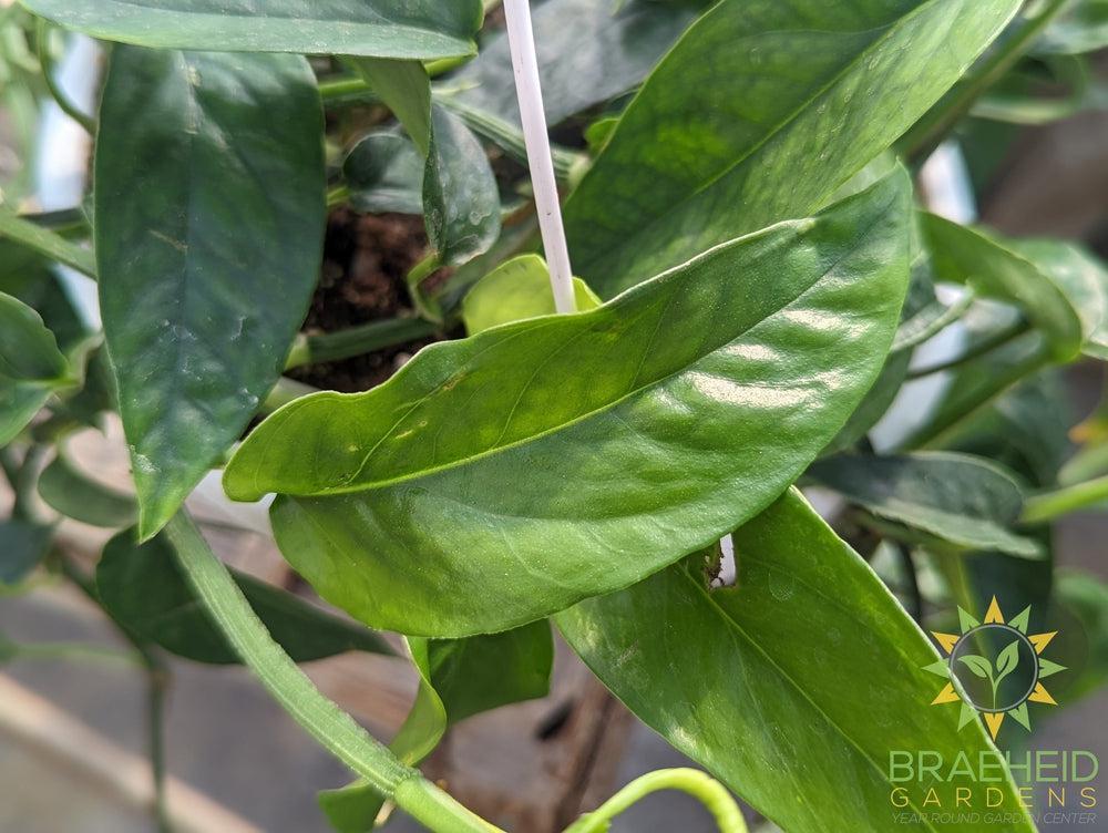 Epipremnum Pinnatum Green Hanging Basket