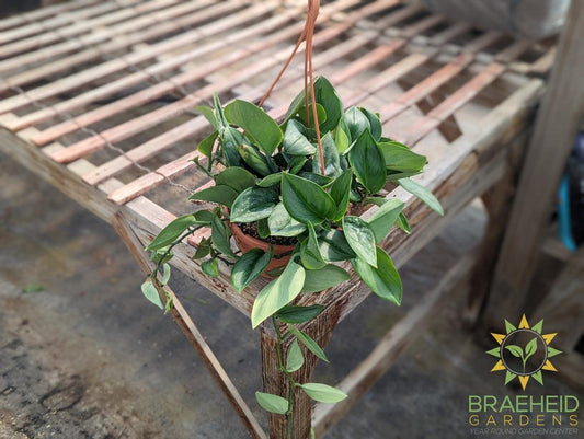 Trebuii Moonlight Pothos Hanging Basket