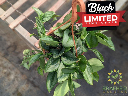 Trebuii Moonlight Pothos Hanging Basket