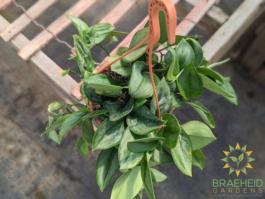 Trebuii Moonlight Pothos Hanging Basket