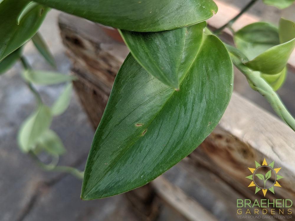 Trebuii Moonlight Pothos Hanging Basket