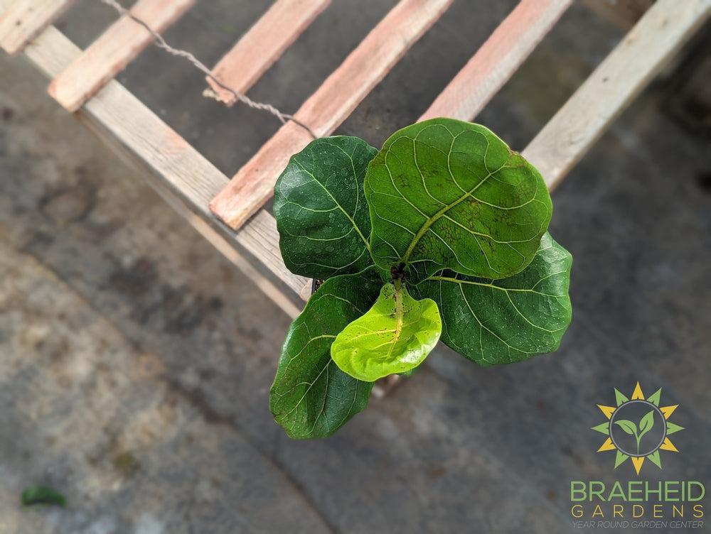 Fiddle Leaf Fig