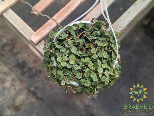 Hoya Curtisii Hanging Basket