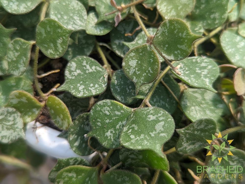 Hoya Curtisii Hanging Basket