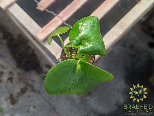 Peperomia Raindrop Polybotrya