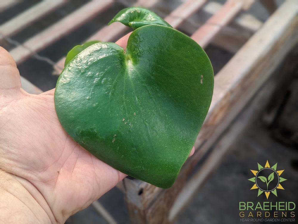 Peperomia Raindrop Polybotrya