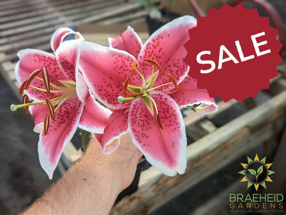 Oriental Lily Starfighter - NO SHIP -