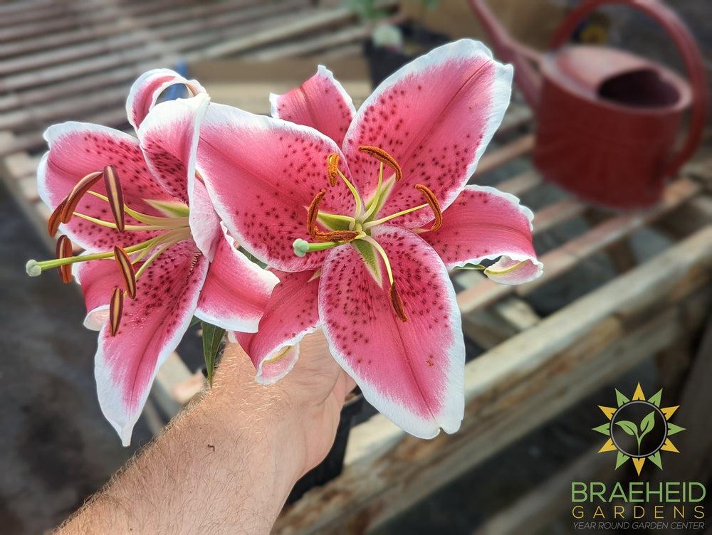 Oriental Lily Starfighter - NO SHIP -