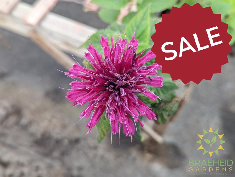 Bee Balm 'Grand Marshall™' - NO SHIP -