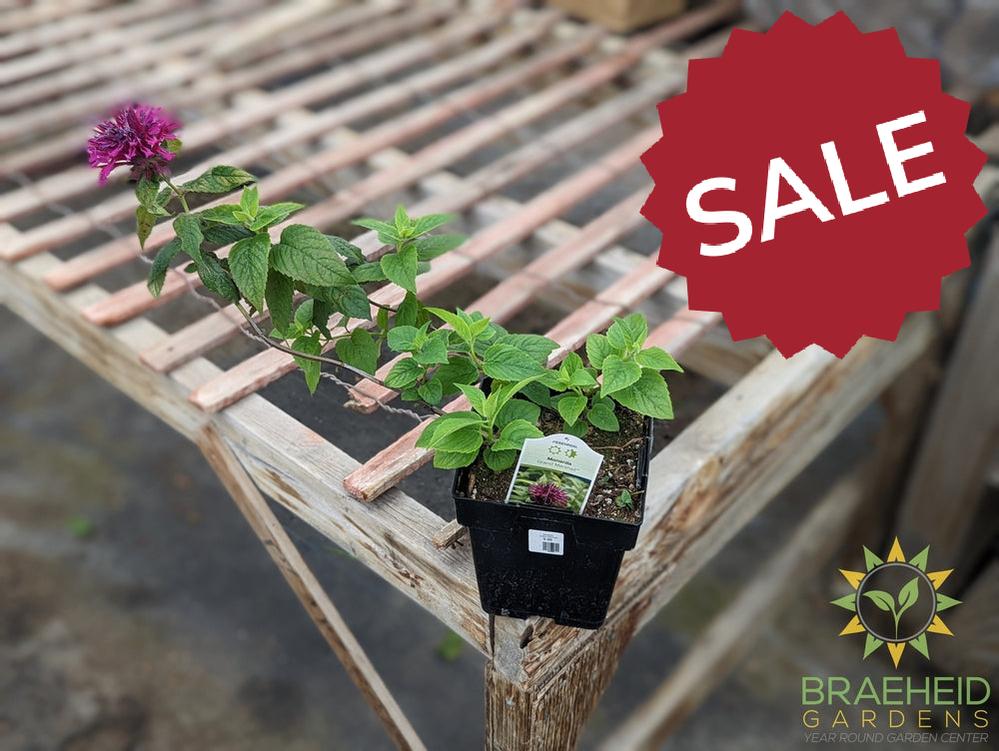 Bee Balm 'Grand Marshall™' - NO SHIP -
