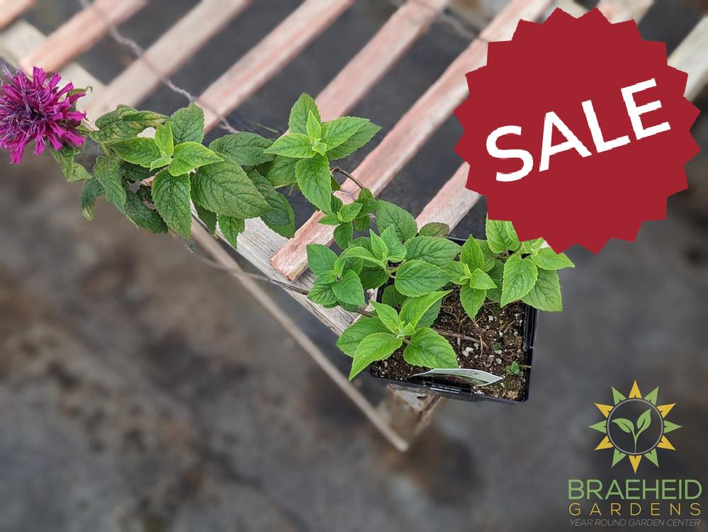 Bee Balm 'Grand Marshall™' - NO SHIP -