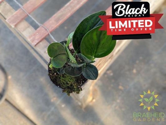 Scindapsus Treubii Nearly Black