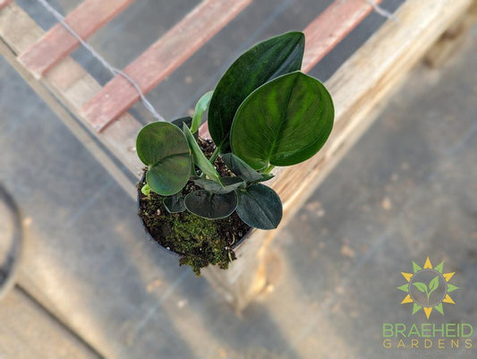 Scindapsus Treubii Nearly Black