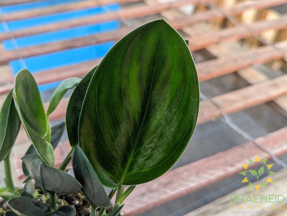 Scindapsus Treubii Nearly Black