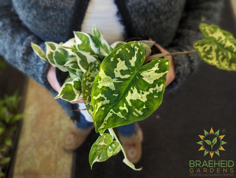 Caladium praetermissum - Elephant's Ear Hilo Beauty