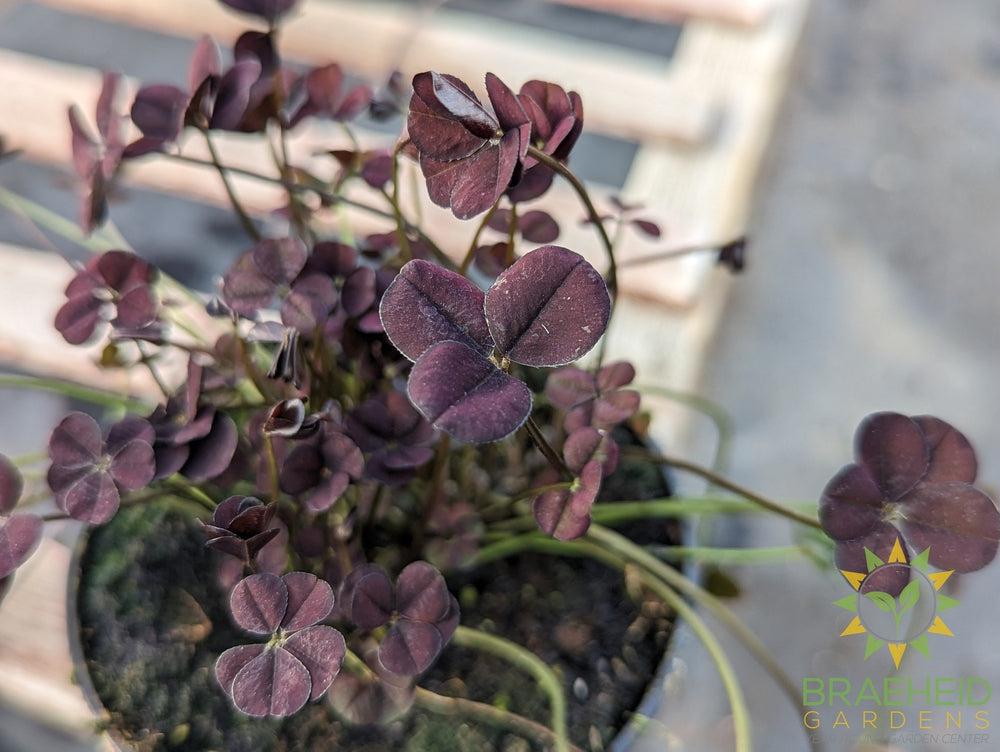 Clover 4 Luck Shamrock (Multiple Color Variants)