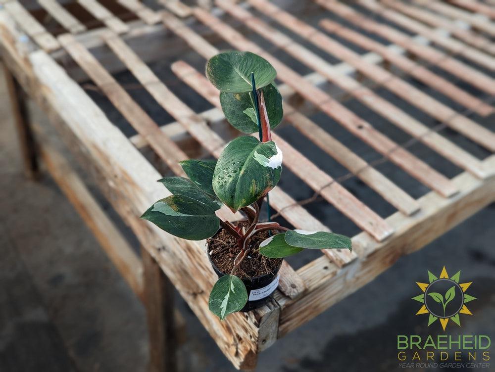 Philodendron White Knight