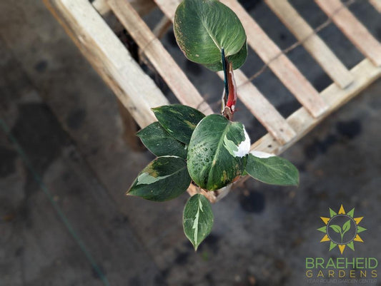 Philodendron White Knight