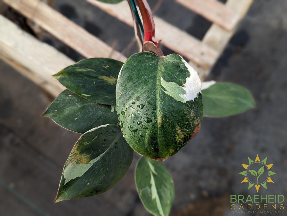 Philodendron White Knight