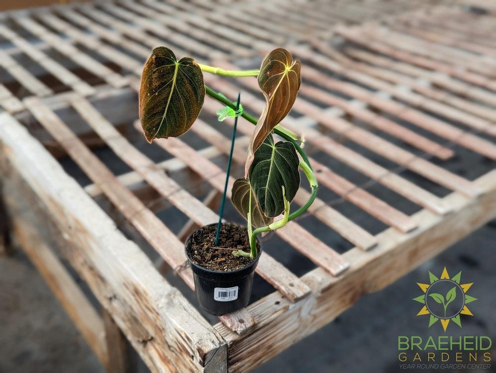 dubia philodendron Buy Monstera Dubia