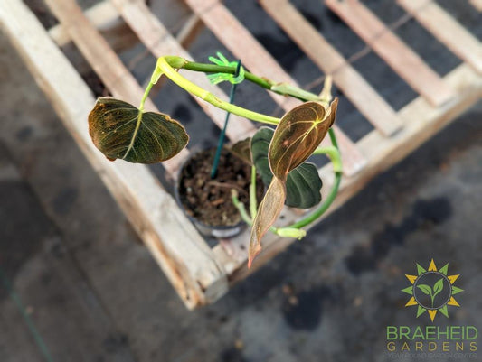 Philodendron Andreanum