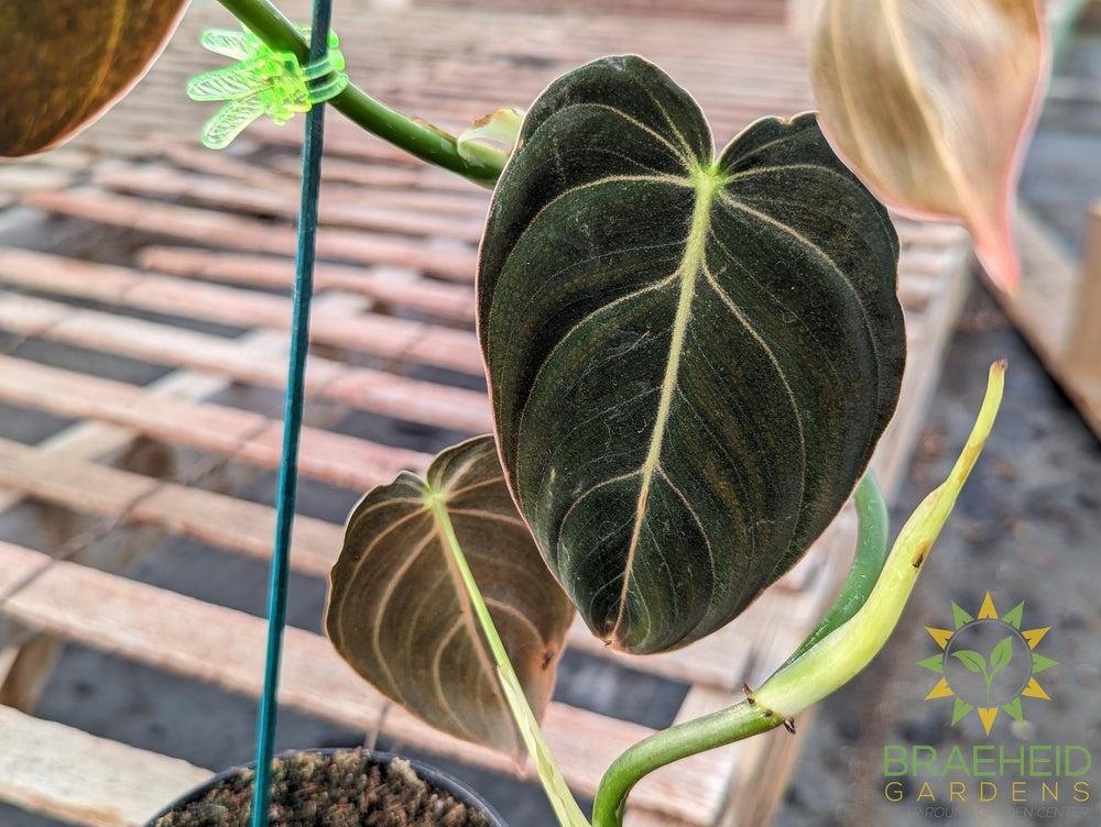 Philodendron Andreanum