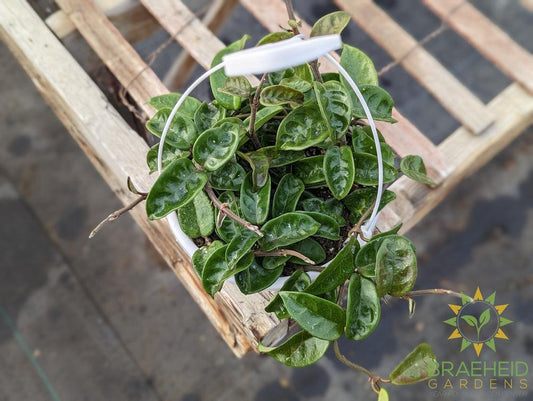 Hoya Krinkle Hanging Basket