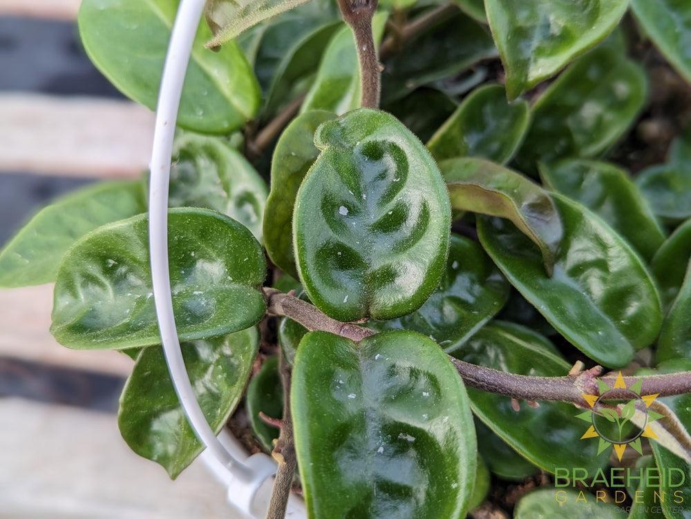 Hoya Krinkle Hanging Basket
