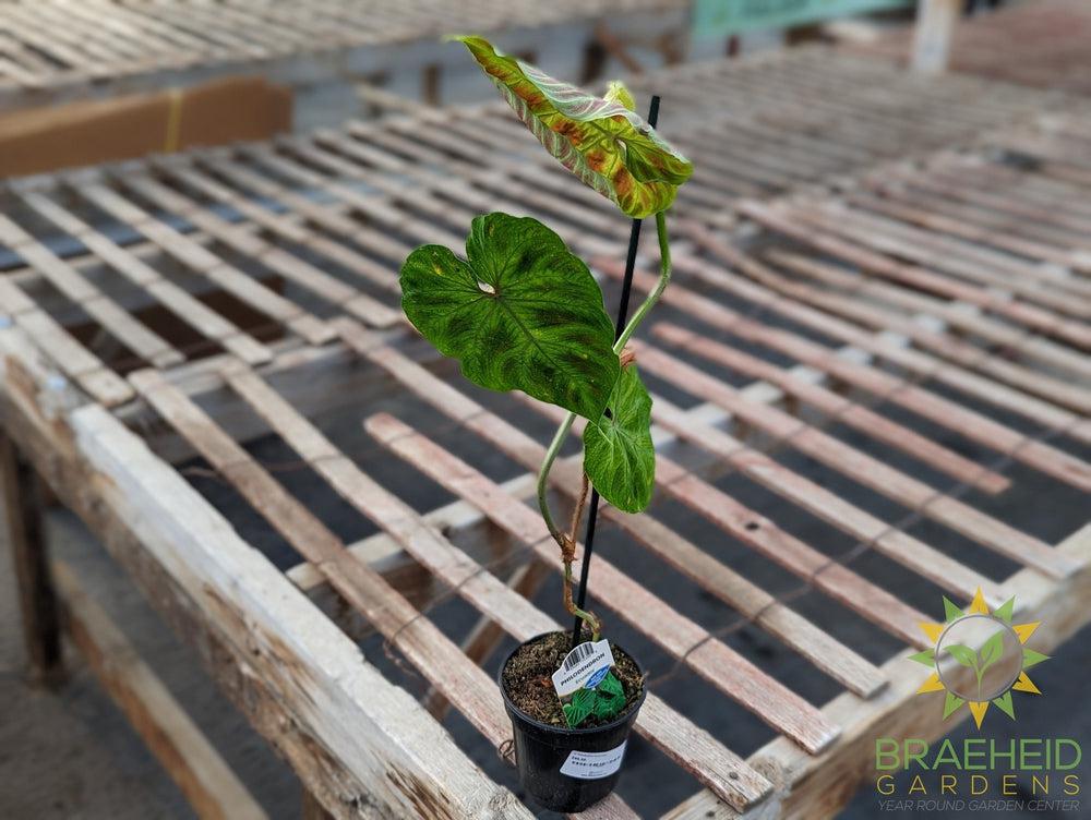 Philodendron Verrucosum