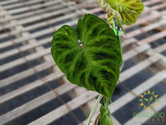 Philodendron Verrucosum