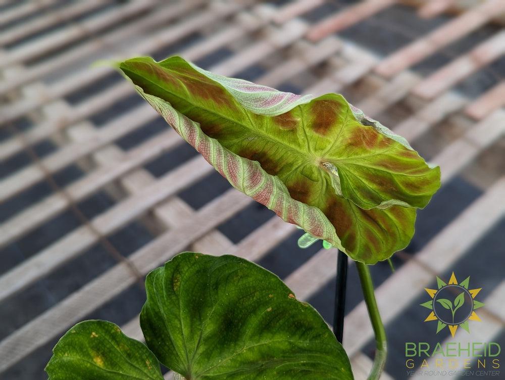 Philodendron Verrucosum