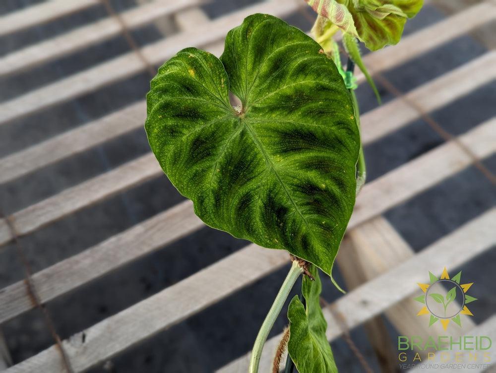 Philodendron Verrucosum